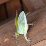 Pub Caffetteria Vesuvio